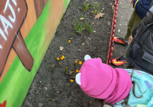 Przedszkolaki obserwują rosnące kwiaty.