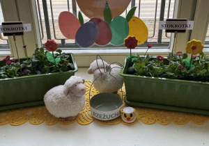 Zasadzone kwiatki, stokrotki w grupie II.