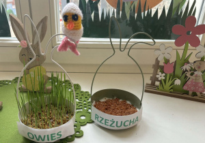 Zasiana rzeżucha i owies.